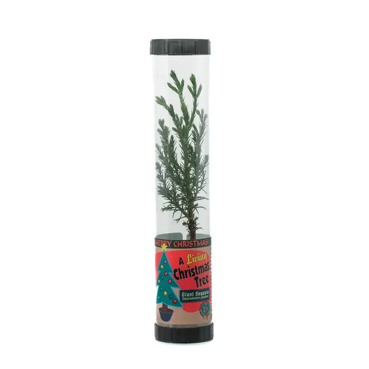 Living Christmas Tree | Packaged Live Tree