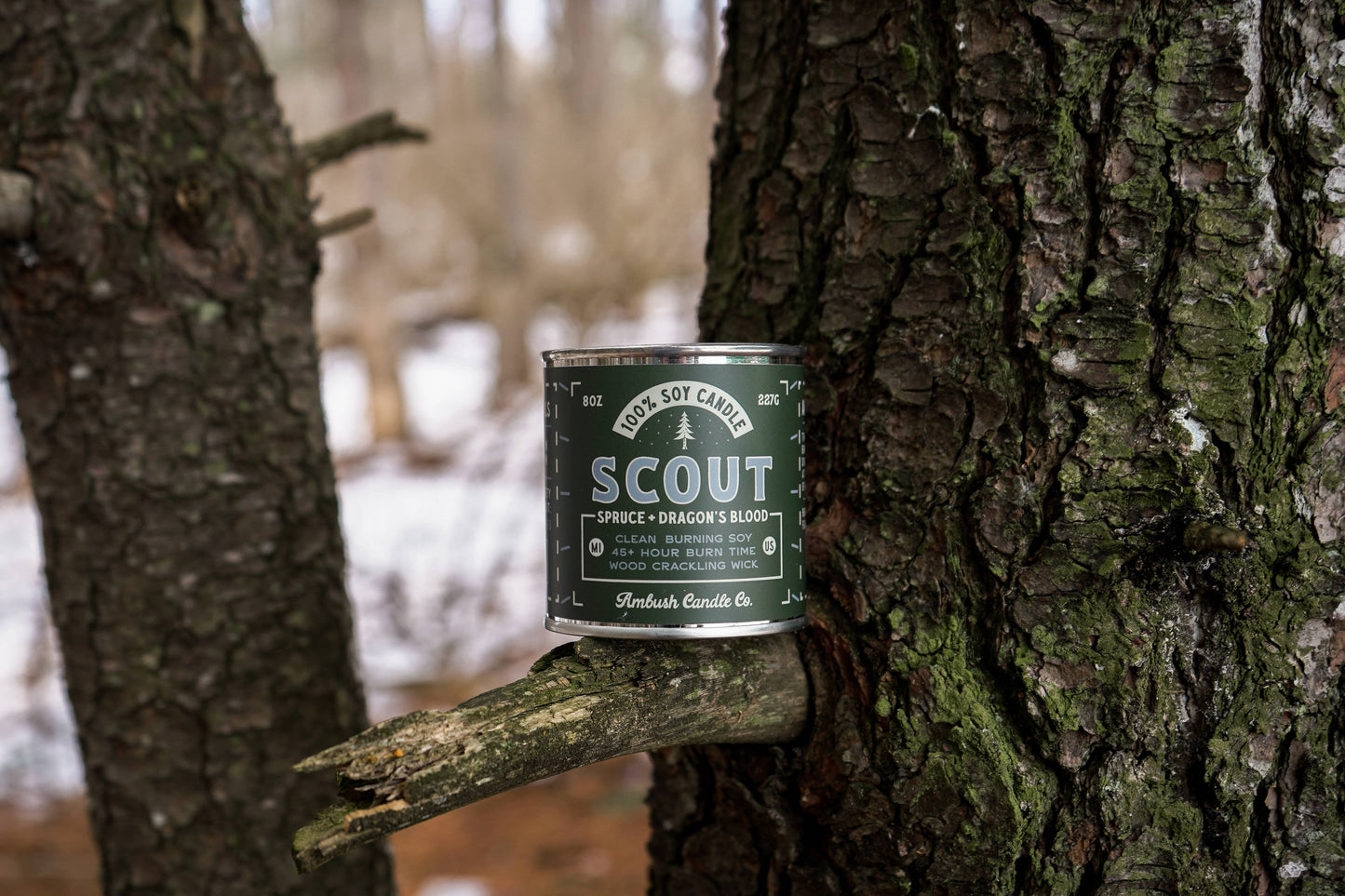 Scout | Spruce + Dragons Blood 8oz Soy Candle